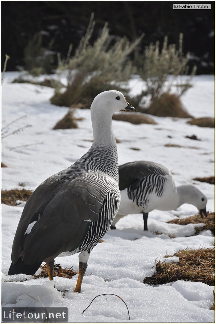 Fabios-LifeTour-Argentina-2015-July-August-Ushuaia-Parque-Tierra-del-Fuego-3-Birdwatching-4880