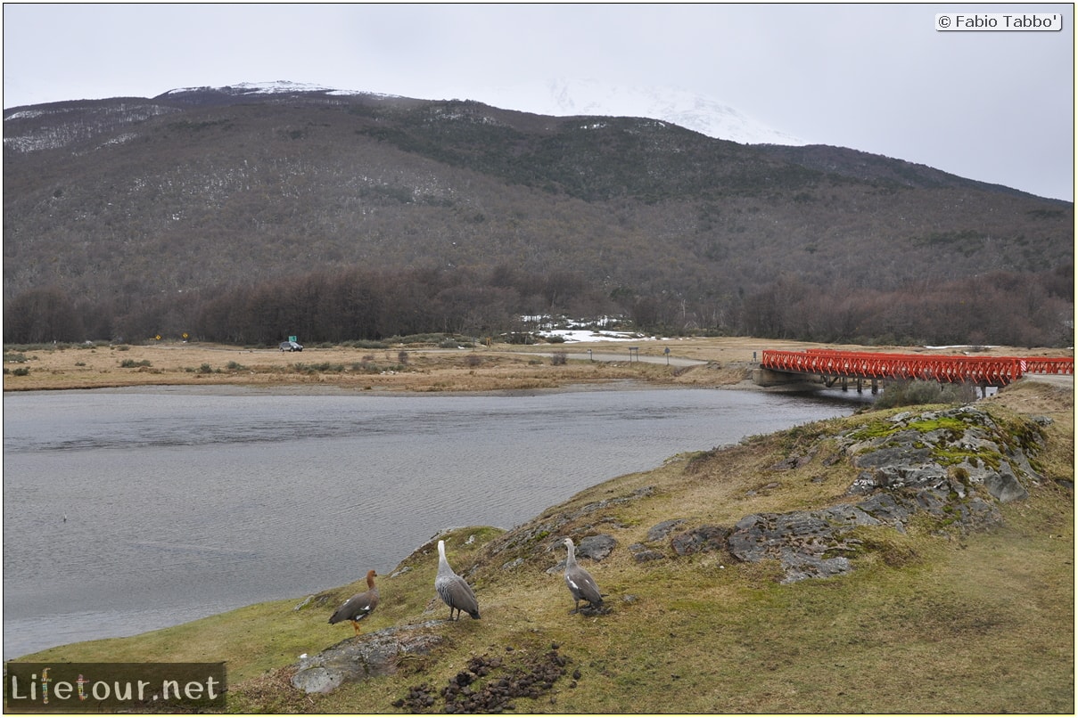 Fabios-LifeTour-Argentina-2015-July-August-Ushuaia-Parque-Tierra-del-Fuego-3-Birdwatching-7829