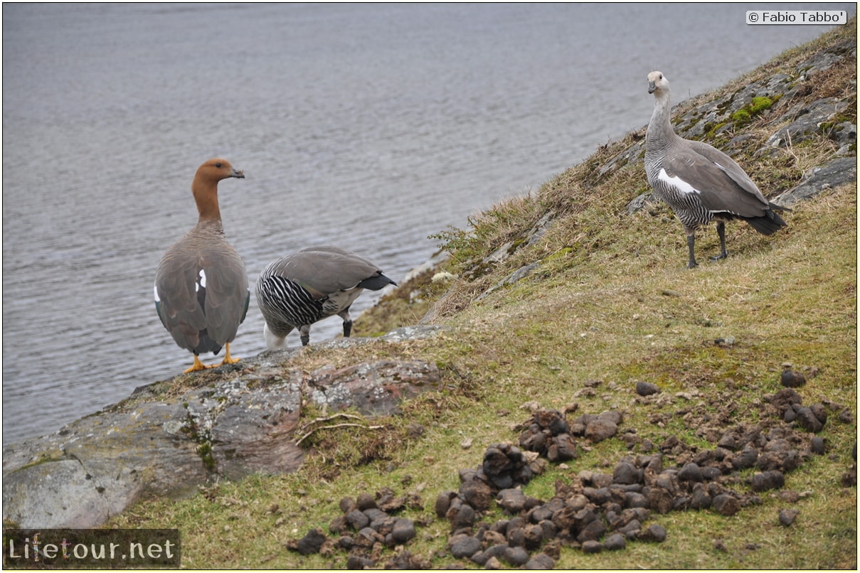 Fabios-LifeTour-Argentina-2015-July-August-Ushuaia-Parque-Tierra-del-Fuego-3-Birdwatching-7972