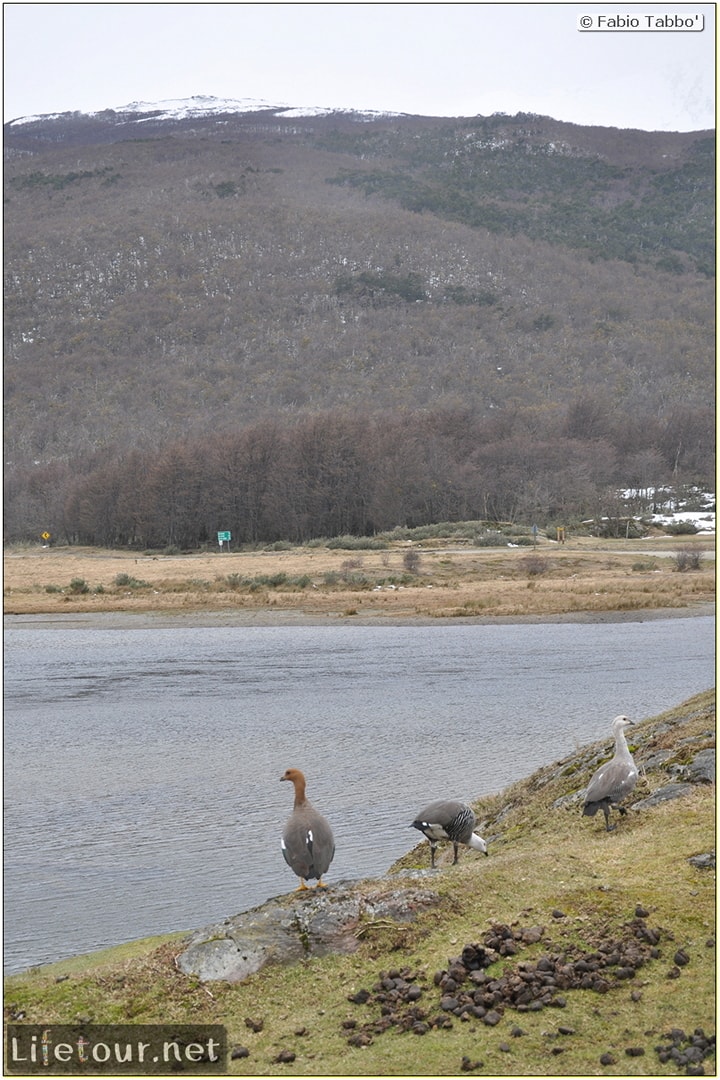 Fabios-LifeTour-Argentina-2015-July-August-Ushuaia-Parque-Tierra-del-Fuego-3-Birdwatching-8051