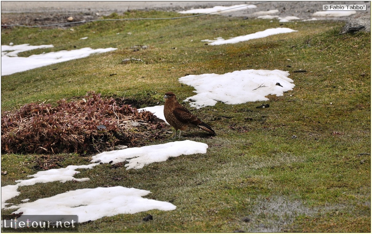 Fabios-LifeTour-Argentina-2015-July-August-Ushuaia-Parque-Tierra-del-Fuego-3-Birdwatching-8175