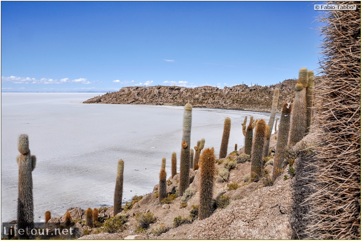 Fabio_s-LifeTour---Bolivia-(2015-March)---Ujuni---Salar-de-Ujuni---4--Incahuasi-Island-(Isla-de-los-Pescados)---11-cover