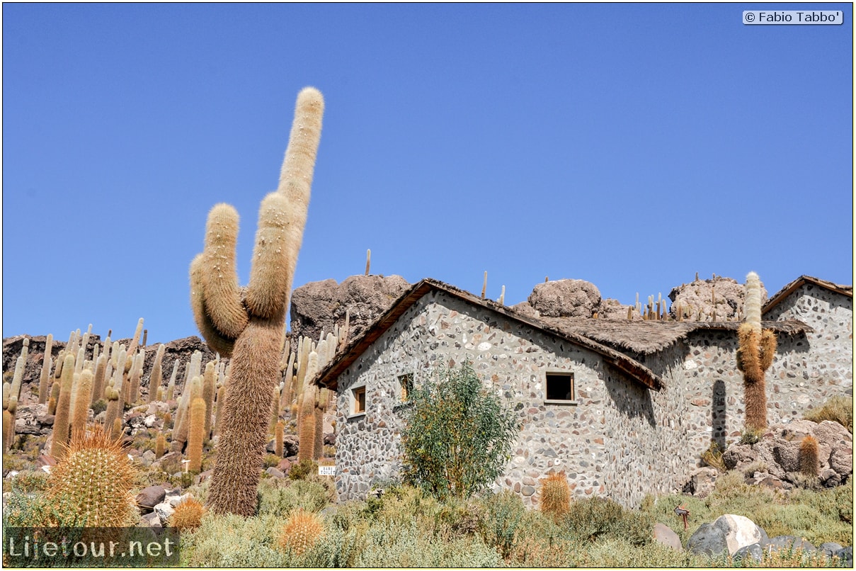 Fabio_s-LifeTour---Bolivia-(2015-March)---Ujuni---Salar-de-Ujuni---4--Incahuasi-Island-(Isla-de-los-Pescados)---11267