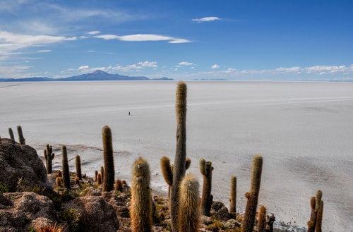 Fabio_s-LifeTour---Bolivia-(2015-March)---Ujuni---Salar-de-Ujuni---4--Incahuasi-Island-(Isla-de-los-Pescados)---11448-cover