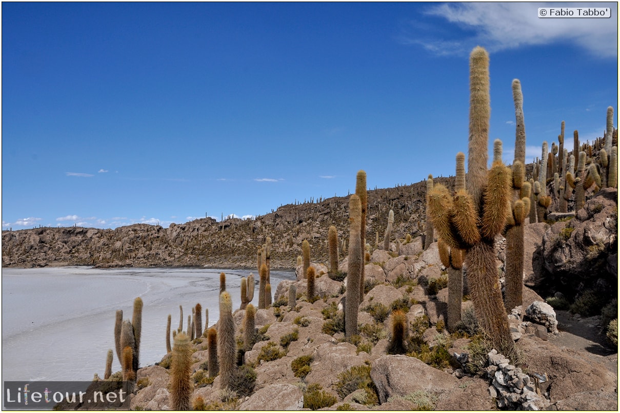 Fabio_s-LifeTour---Bolivia-(2015-March)---Ujuni---Salar-de-Ujuni---4--Incahuasi-Island-(Isla-de-los-Pescados)---11484