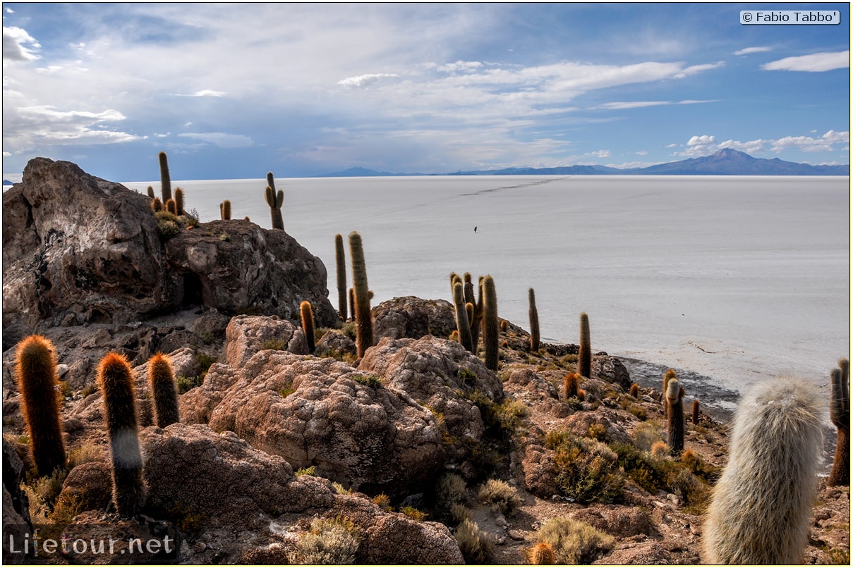 Fabio_s-LifeTour---Bolivia-(2015-March)---Ujuni---Salar-de-Ujuni---4--Incahuasi-Island-(Isla-de-los-Pescados)---11507