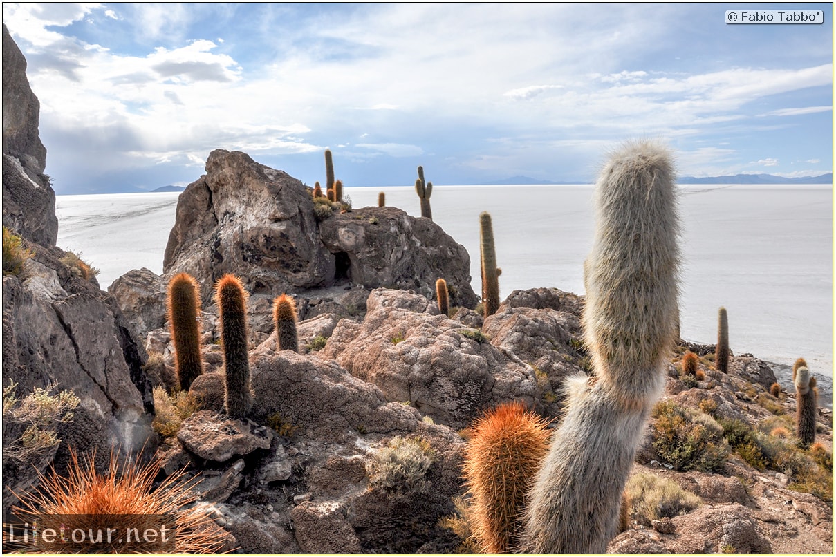 Fabio_s-LifeTour---Bolivia-(2015-March)---Ujuni---Salar-de-Ujuni---4--Incahuasi-Island-(Isla-de-los-Pescados)---11519