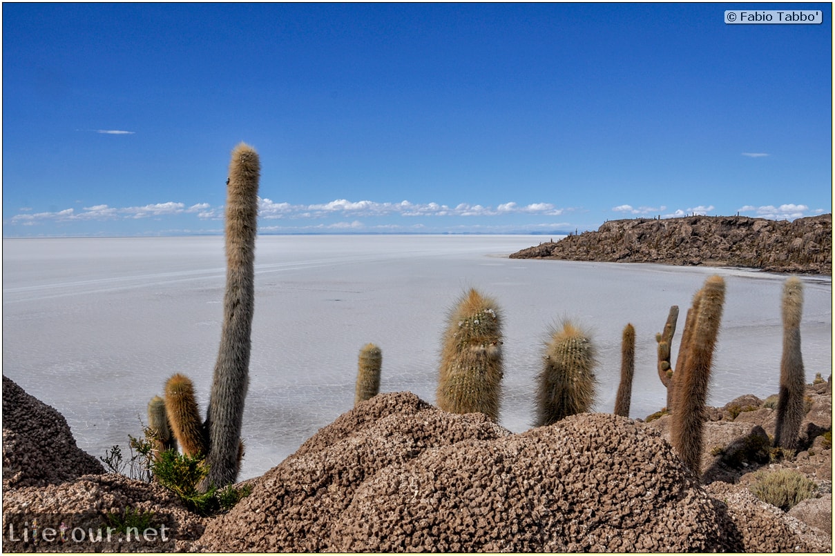 Fabio_s-LifeTour---Bolivia-(2015-March)---Ujuni---Salar-de-Ujuni---4--Incahuasi-Island-(Isla-de-los-Pescados)---11612