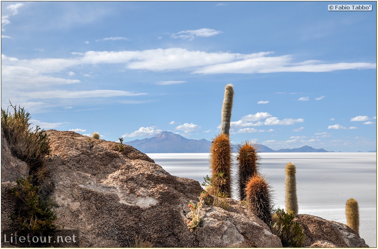 Fabio_s-LifeTour---Bolivia-(2015-March)---Ujuni---Salar-de-Ujuni---4--Incahuasi-Island-(Isla-de-los-Pescados)---11715