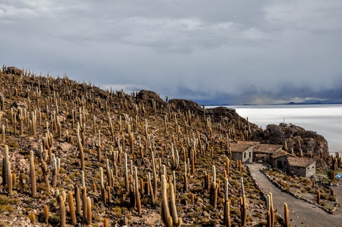 Fabio_s-LifeTour---Bolivia-(2015-March)---Ujuni---Salar-de-Ujuni---4--Incahuasi-Island-(Isla-de-los-Pescados)---11754-cover