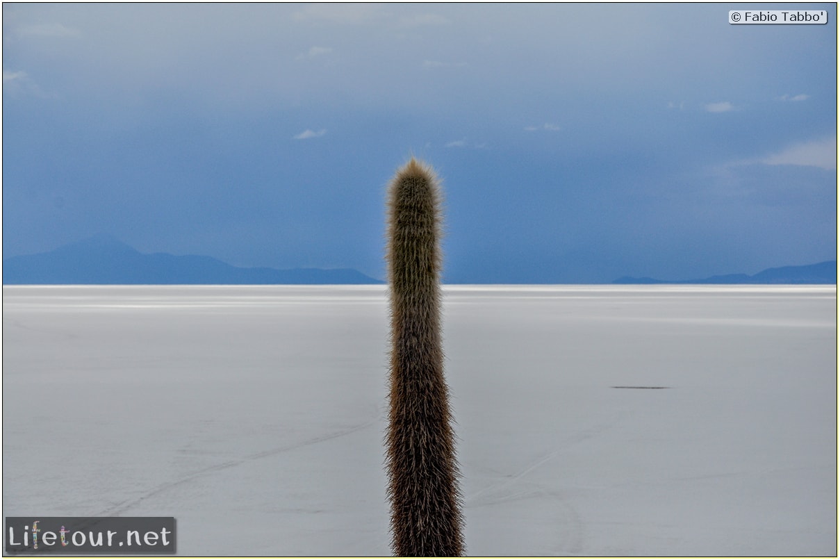 Fabio_s-LifeTour---Bolivia-(2015-March)---Ujuni---Salar-de-Ujuni---4--Incahuasi-Island-(Isla-de-los-Pescados)---11809-cover