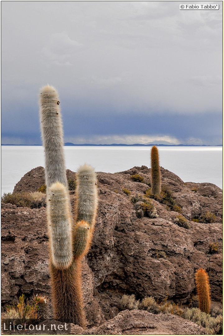 Fabio_s-LifeTour---Bolivia-(2015-March)---Ujuni---Salar-de-Ujuni---4--Incahuasi-Island-(Isla-de-los-Pescados)---11839