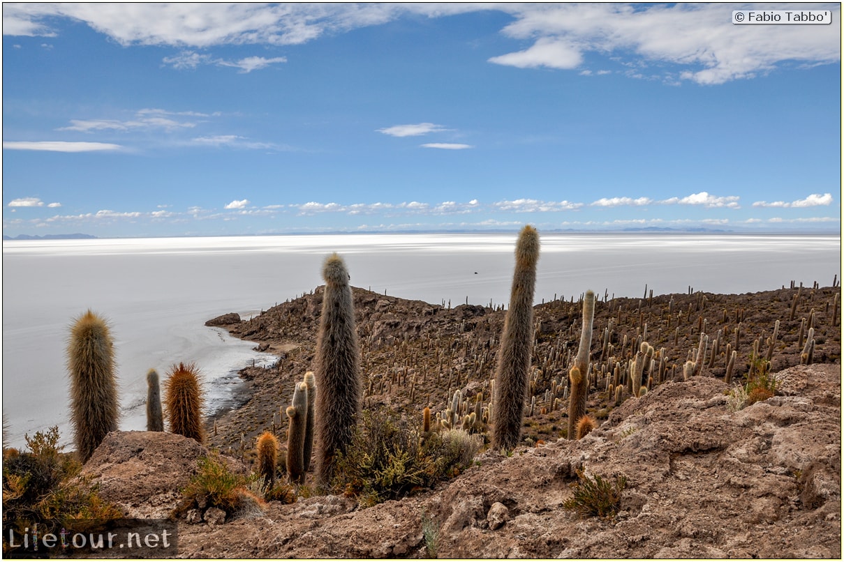 Fabio_s-LifeTour---Bolivia-(2015-March)---Ujuni---Salar-de-Ujuni---4--Incahuasi-Island-(Isla-de-los-Pescados)---11857