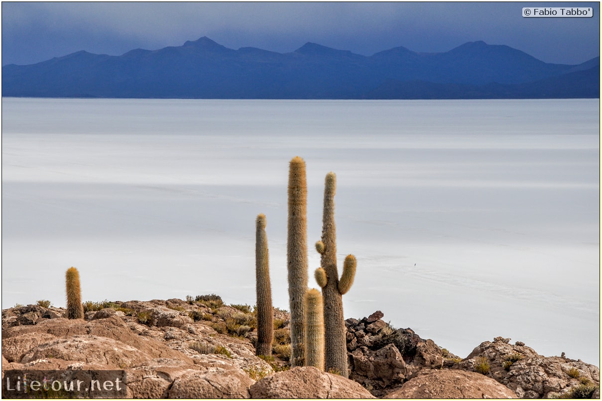 Fabio_s-LifeTour---Bolivia-(2015-March)---Ujuni---Salar-de-Ujuni---4--Incahuasi-Island-(Isla-de-los-Pescados)---11921-cover