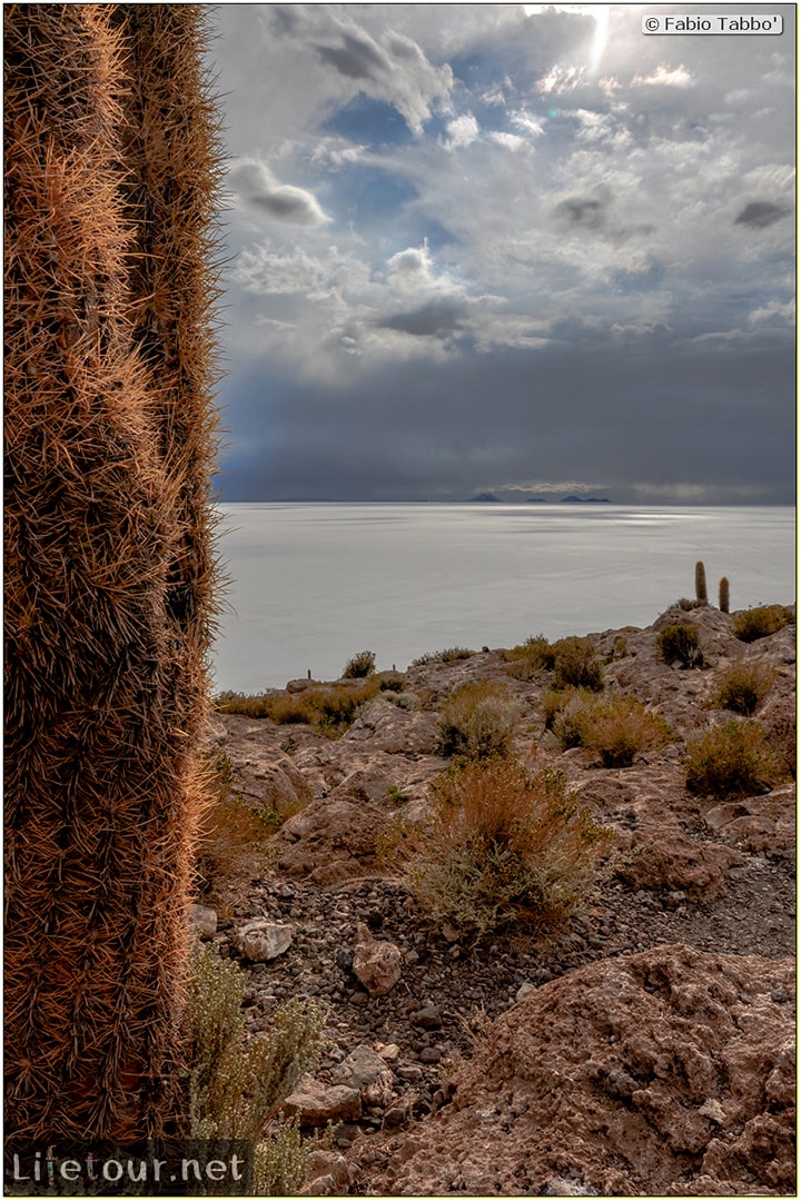 Fabio_s-LifeTour---Bolivia-(2015-March)---Ujuni---Salar-de-Ujuni---4--Incahuasi-Island-(Isla-de-los-Pescados)---11925