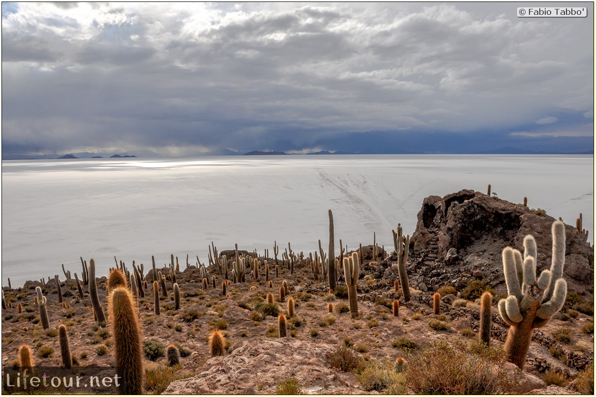 Fabio_s-LifeTour---Bolivia-(2015-March)---Ujuni---Salar-de-Ujuni---4--Incahuasi-Island-(Isla-de-los-Pescados)---11940