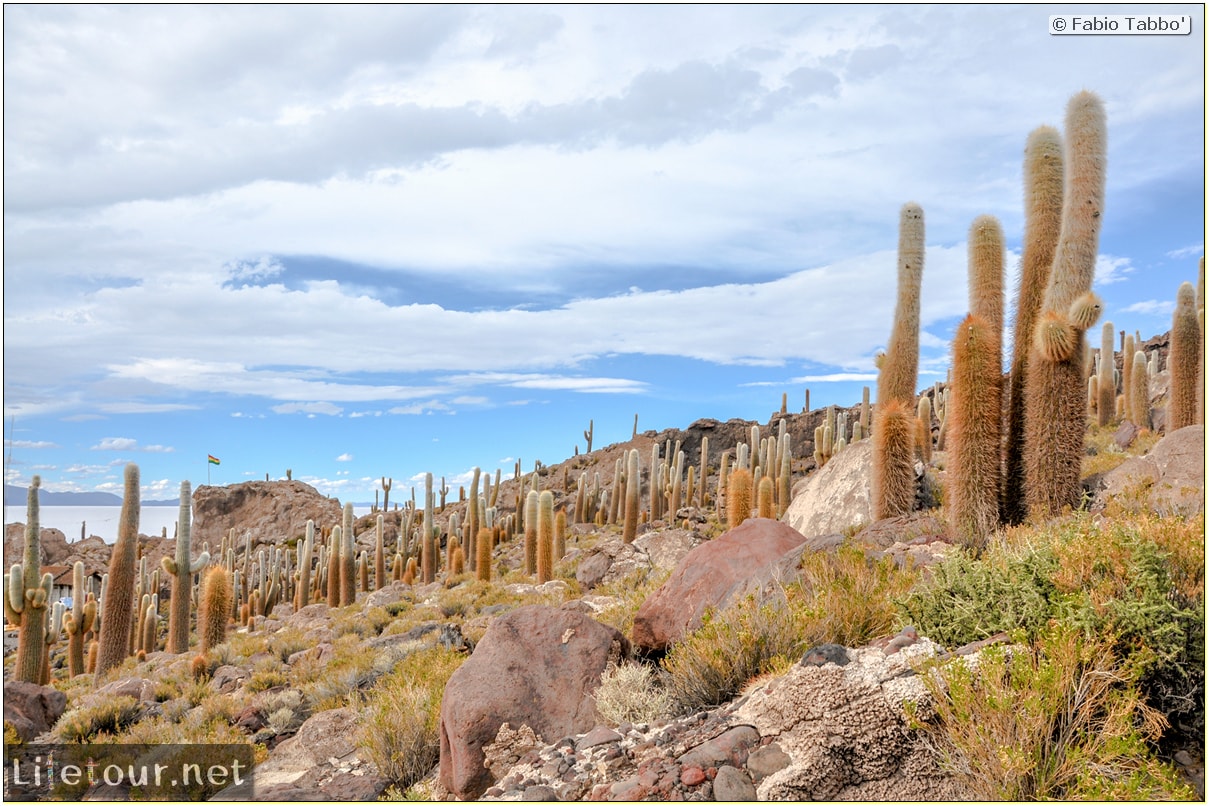 Fabio_s-LifeTour---Bolivia-(2015-March)---Ujuni---Salar-de-Ujuni---4--Incahuasi-Island-(Isla-de-los-Pescados)---12008