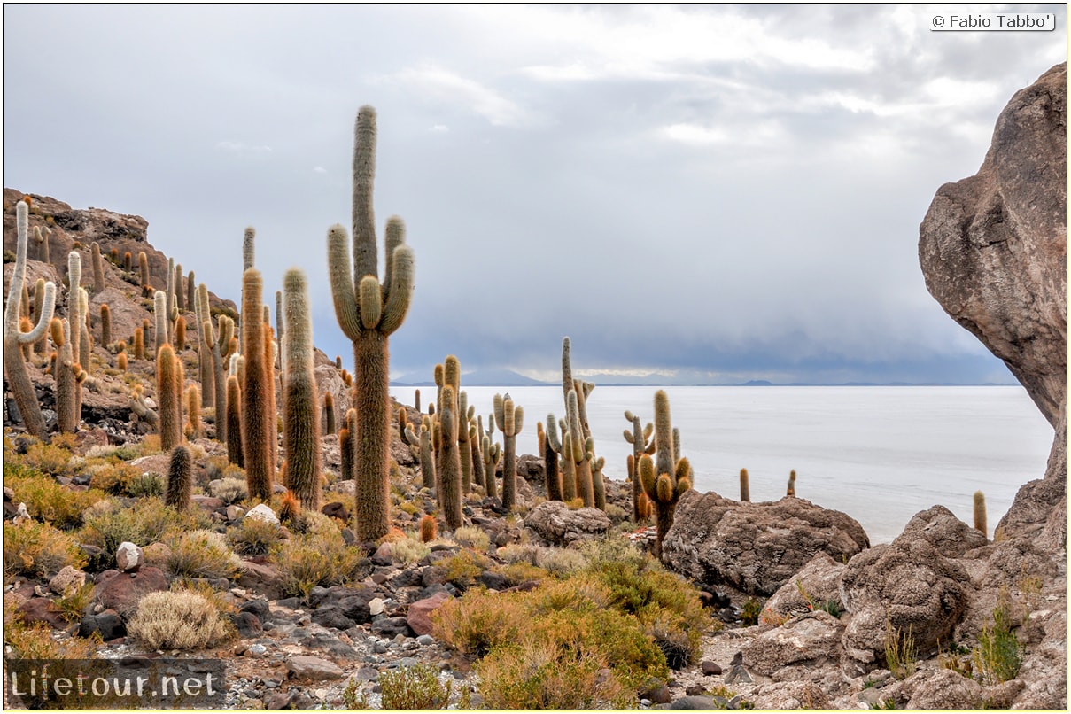 Fabio_s-LifeTour---Bolivia-(2015-March)---Ujuni---Salar-de-Ujuni---4--Incahuasi-Island-(Isla-de-los-Pescados)---12016