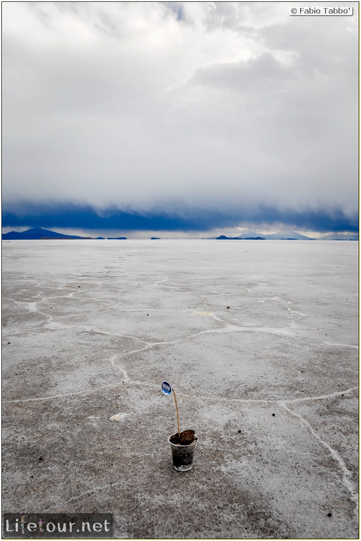 Fabio_s-LifeTour---Bolivia-(2015-March)---Ujuni---Salar-de-Ujuni---4--Incahuasi-Island-(Isla-de-los-Pescados)---12025-cover