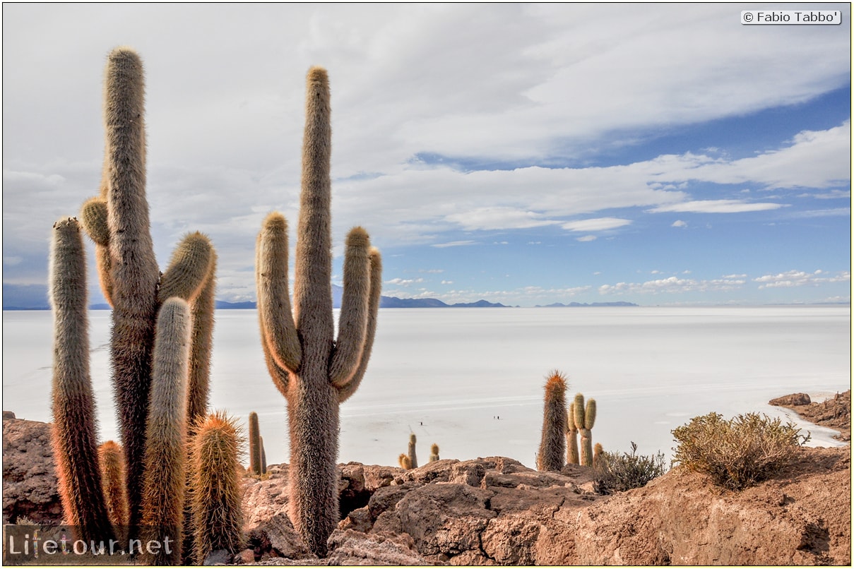 Fabio_s-LifeTour---Bolivia-(2015-March)---Ujuni---Salar-de-Ujuni---4--Incahuasi-Island-(Isla-de-los-Pescados)---2-cover