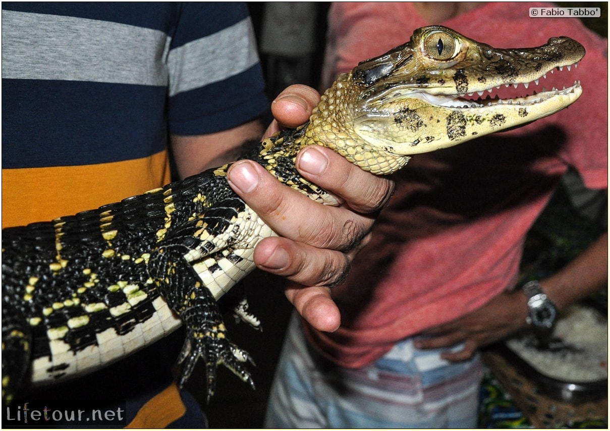 Fabio's LifeTour - Brazil (2015 April-June and October) - Manaus - Amazon Jungle - Alligator petting - 8896