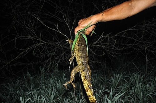 Fabio's LifeTour - Brazil (2015 April-June and October) - Manaus - Amazon Jungle - Alligator petting - 9362 cover