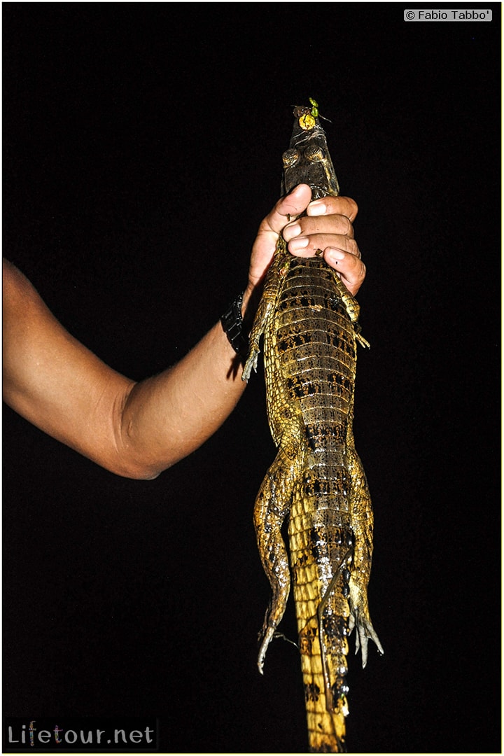Fabio's LifeTour - Brazil (2015 April-June and October) - Manaus - Amazon Jungle - Alligator petting - 9408