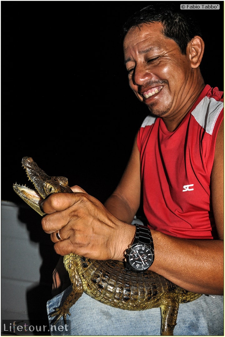 Fabio's LifeTour - Brazil (2015 April-June and October) - Manaus - Amazon Jungle - Alligator petting - 9692 cover