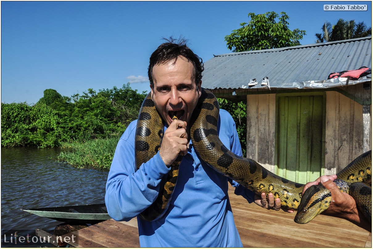 Fabio's LifeTour - Brazil (2015 April-June and October) - Manaus - Amazon Jungle - Anaconda petting - 11201 cover