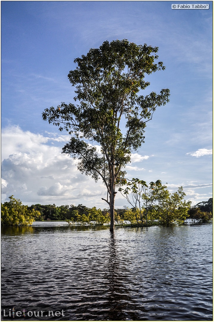 Fabio's LifeTour - Brazil (2015 April-June and October) - Manaus - Amazon Jungle - Piranha fishing - 10610
