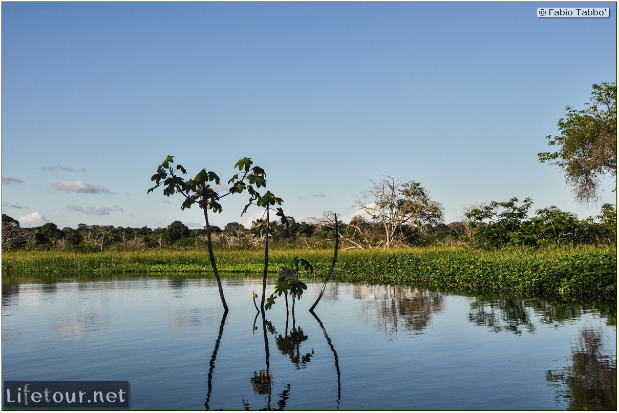 Fabio's LifeTour - Brazil (2015 April-June and October) - Manaus - Amazon Jungle - Piranha fishing - 10643