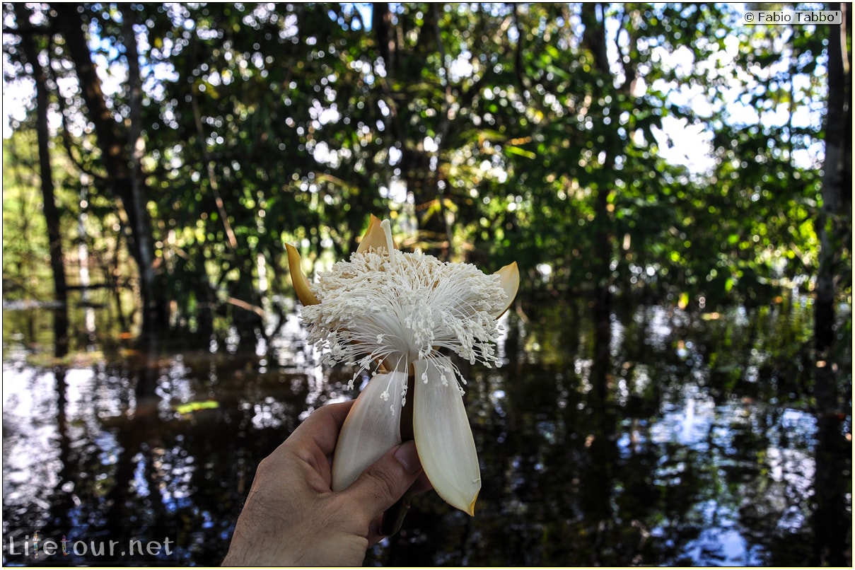 Fabio's LifeTour - Brazil (2015 April-June and October) - Manaus - Amazon Jungle - Piranha fishing - 9526