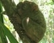 Meet the tarsiers, the super-cute Yoda-like creatures from Bohol island!
