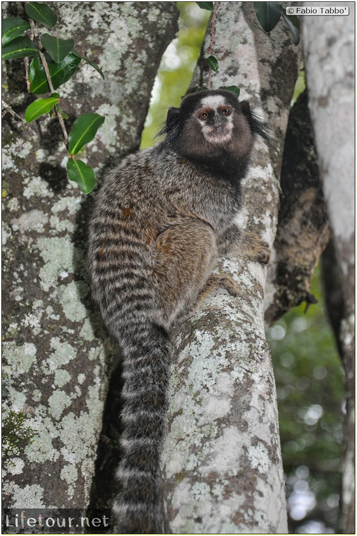 Fabio's LifeTour - Brazil (2015 April-June and October) - Chapada Diamantina - National Park - 5- erratic trekking - 10186