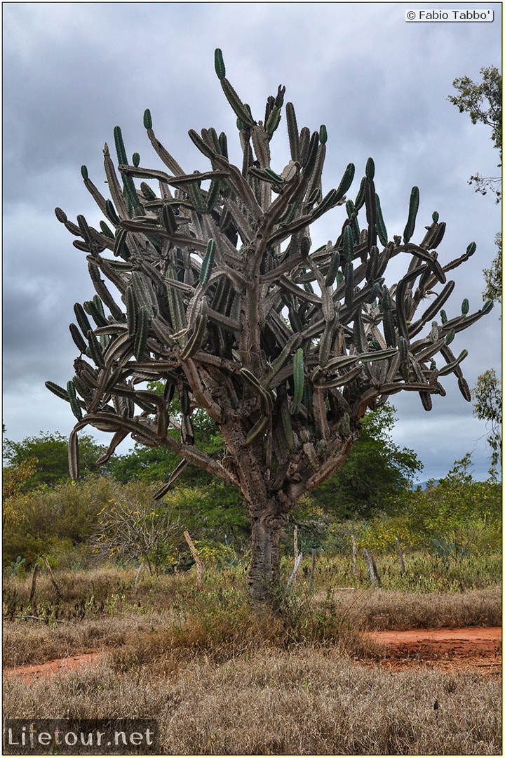 Fabio's LifeTour - Brazil (2015 April-June and October) - Chapada Diamantina - National Park - 5- erratic trekking - 5776 cover