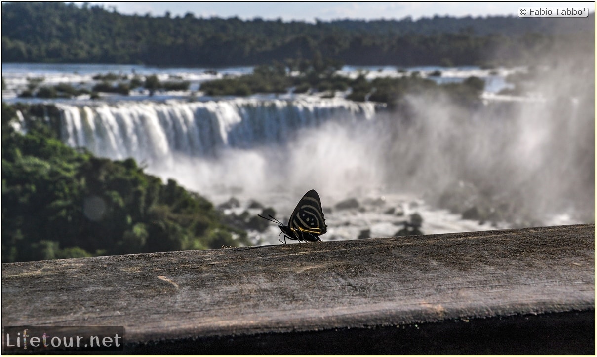 Fabio's LifeTour - Brazil (2015 April-June and October) - Iguazu falls - The butterflies - 7711
