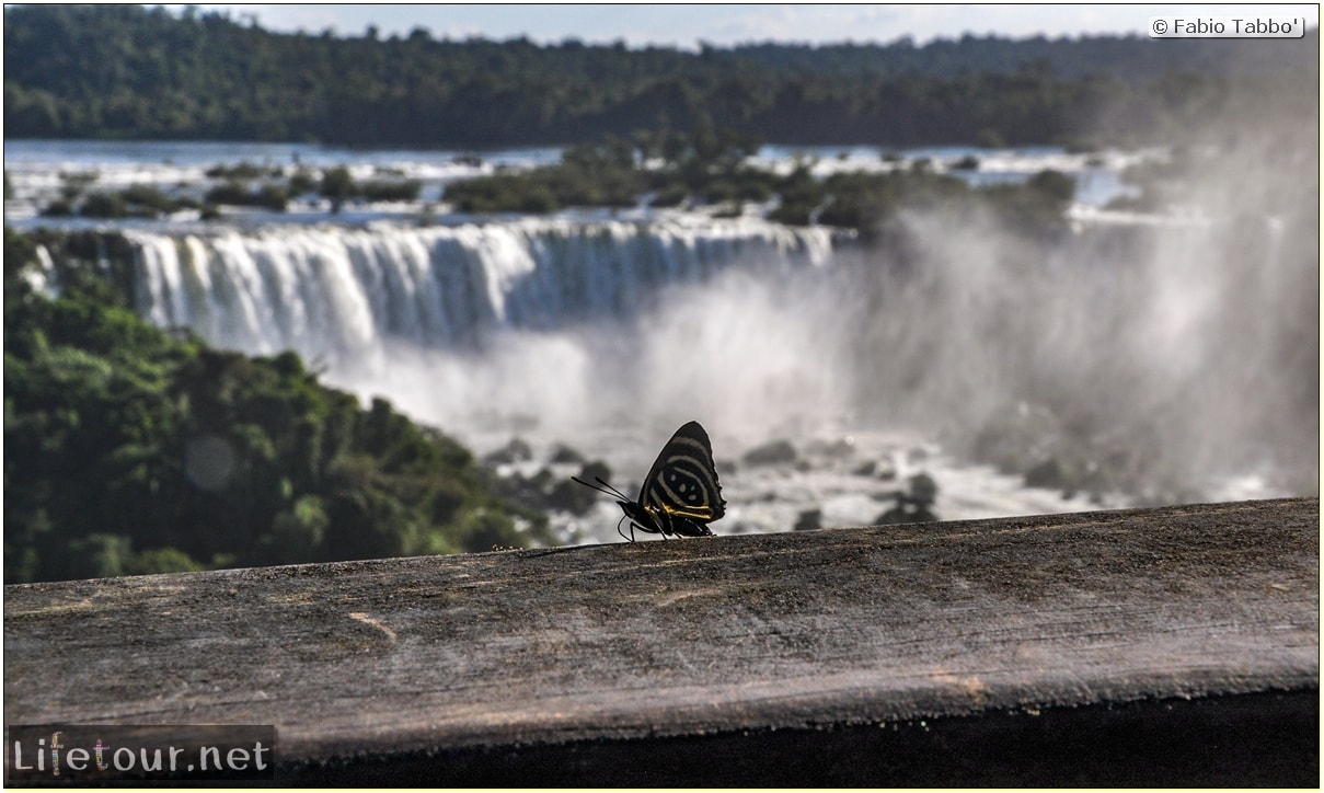 Fabio's LifeTour - Brazil (2015 April-June and October) - Iguazu falls - The butterflies - 7711