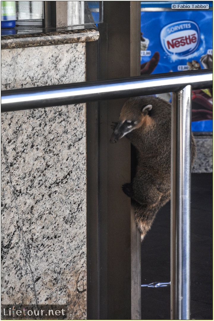 Fabio's LifeTour - Brazil (2015 April-June and October) - Iguazu falls - The racoons (coati) - 10046