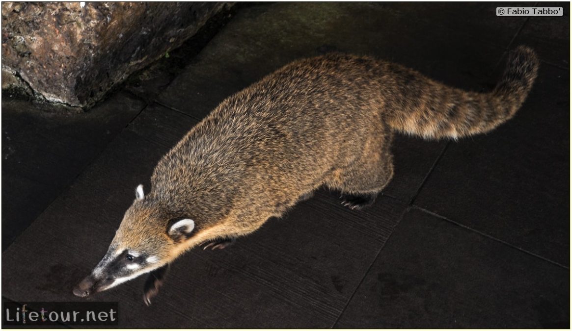 Fabio's LifeTour - Brazil (2015 April-June and October) - Iguazu falls - The racoons (coati) - 10162