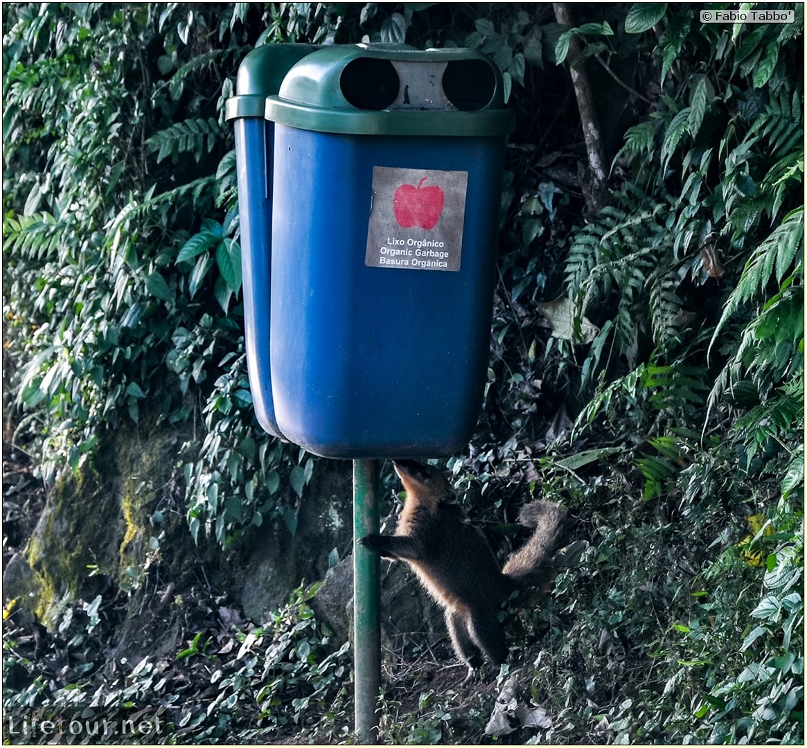 Fabio's LifeTour - Brazil (2015 April-June and October) - Iguazu falls - The racoons (coati) - 9620