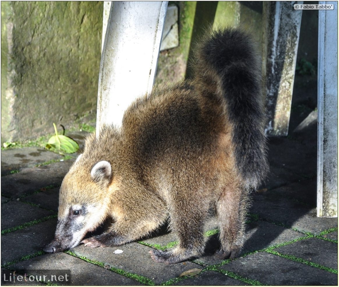 Fabio's LifeTour - Brazil (2015 April-June and October) - Iguazu falls - The racoons (coati) - 9837 cover