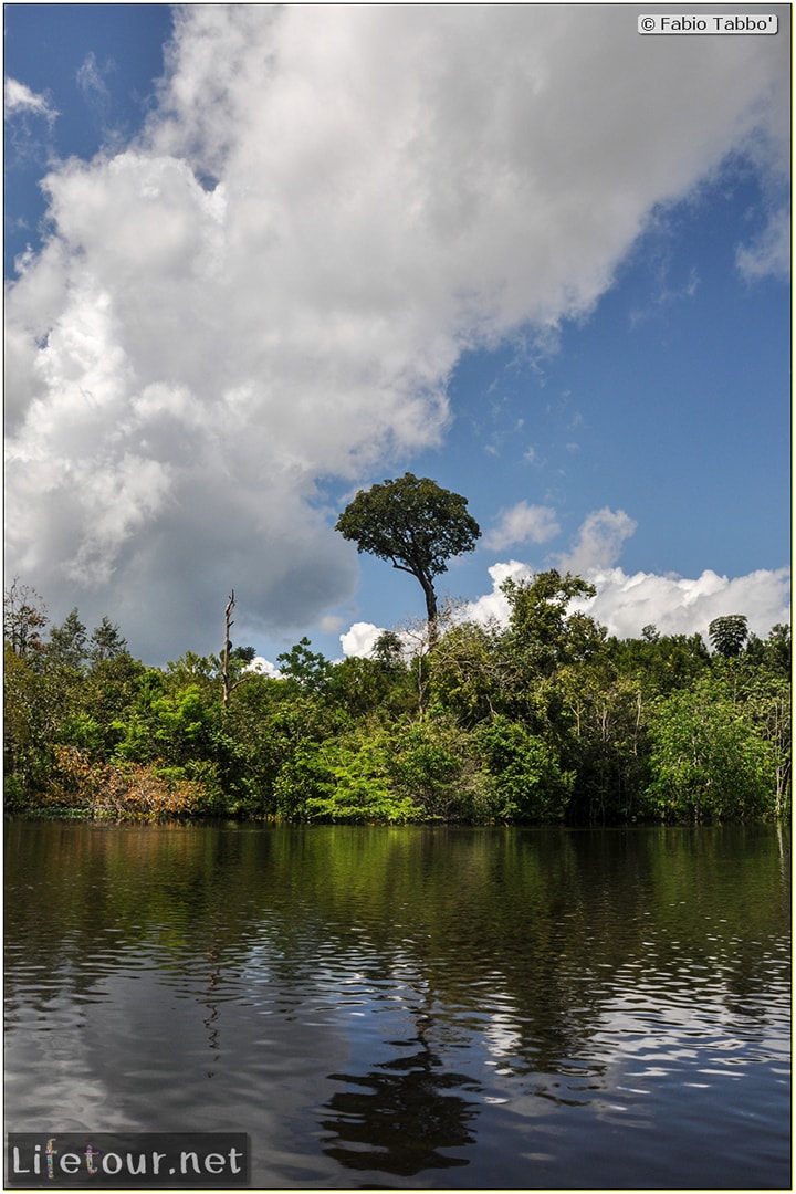 Fabio's LifeTour - Brazil (2015 April-June and October) - Manaus - Amazon Jungle - Cruising the Amazon river- other pictures - 10834