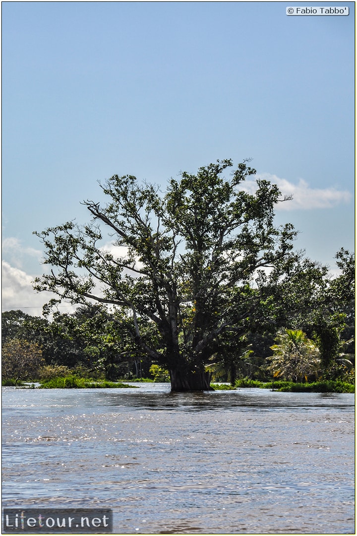 Fabio's LifeTour - Brazil (2015 April-June and October) - Manaus - Amazon Jungle - Driving a motorboat on the Amazon river - 9220