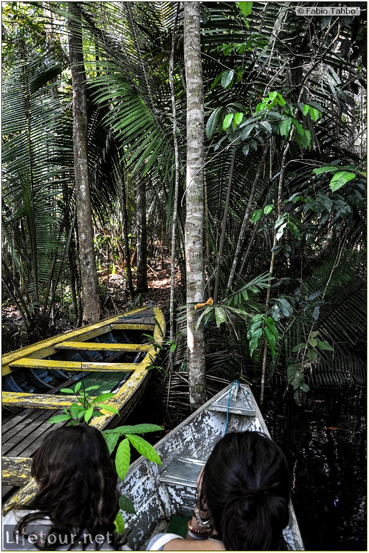 Fabio's LifeTour - Brazil (2015 April-June and October) - Manaus - Amazon Jungle - Jungle trekking - 1-boat trip - 8800