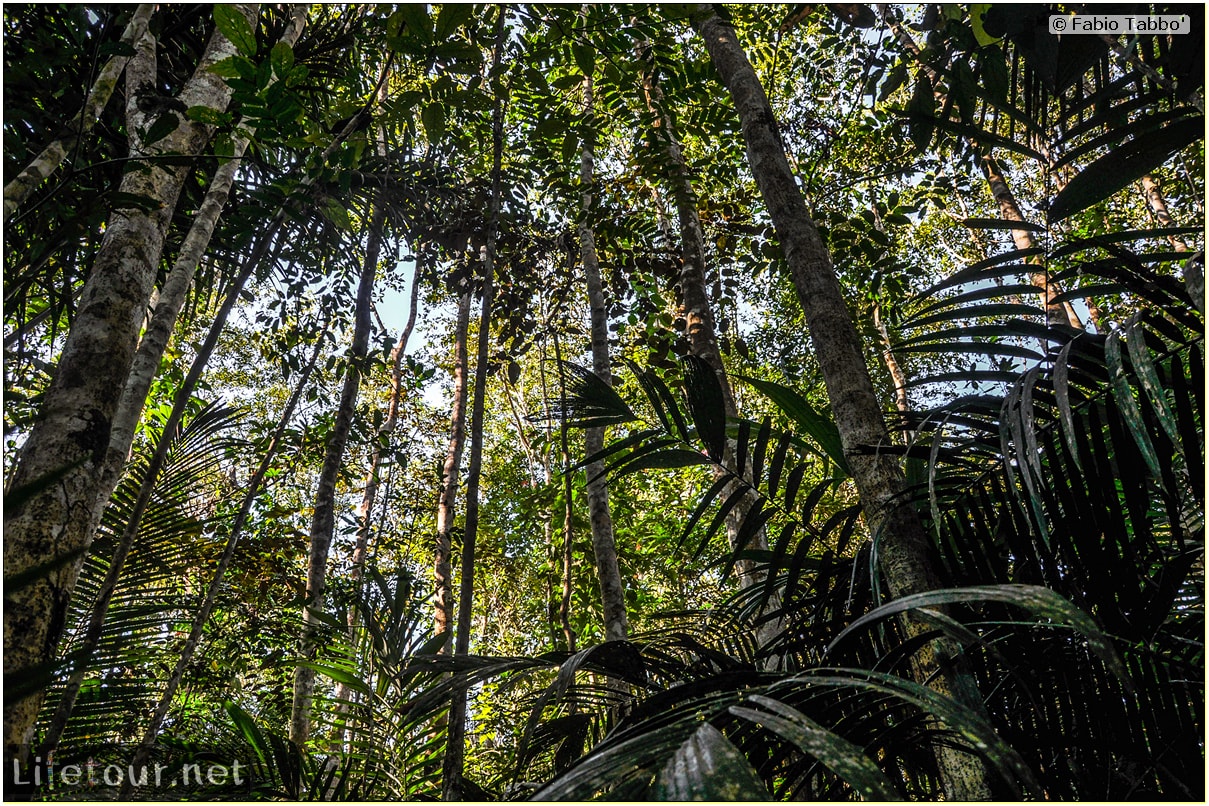 Fabio's LifeTour - Brazil (2015 April-June and October) - Manaus - Amazon Jungle - Jungle trekking - 2- trekking - 8893 cover