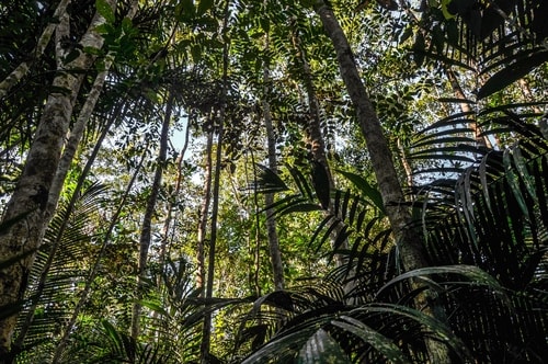 Fabio's LifeTour - Brazil (2015 April-June and October) - Manaus - Amazon Jungle - Jungle trekking - 2- trekking - 8893 cover