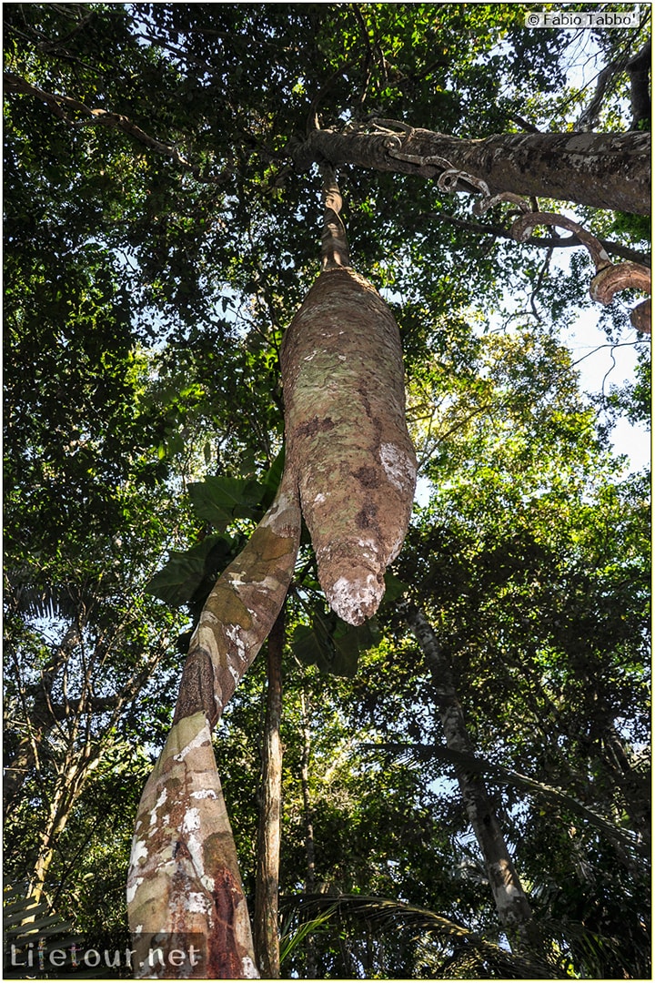 Fabio's LifeTour - Brazil (2015 April-June and October) - Manaus - Amazon Jungle - Jungle trekking - 2- trekking - 9716