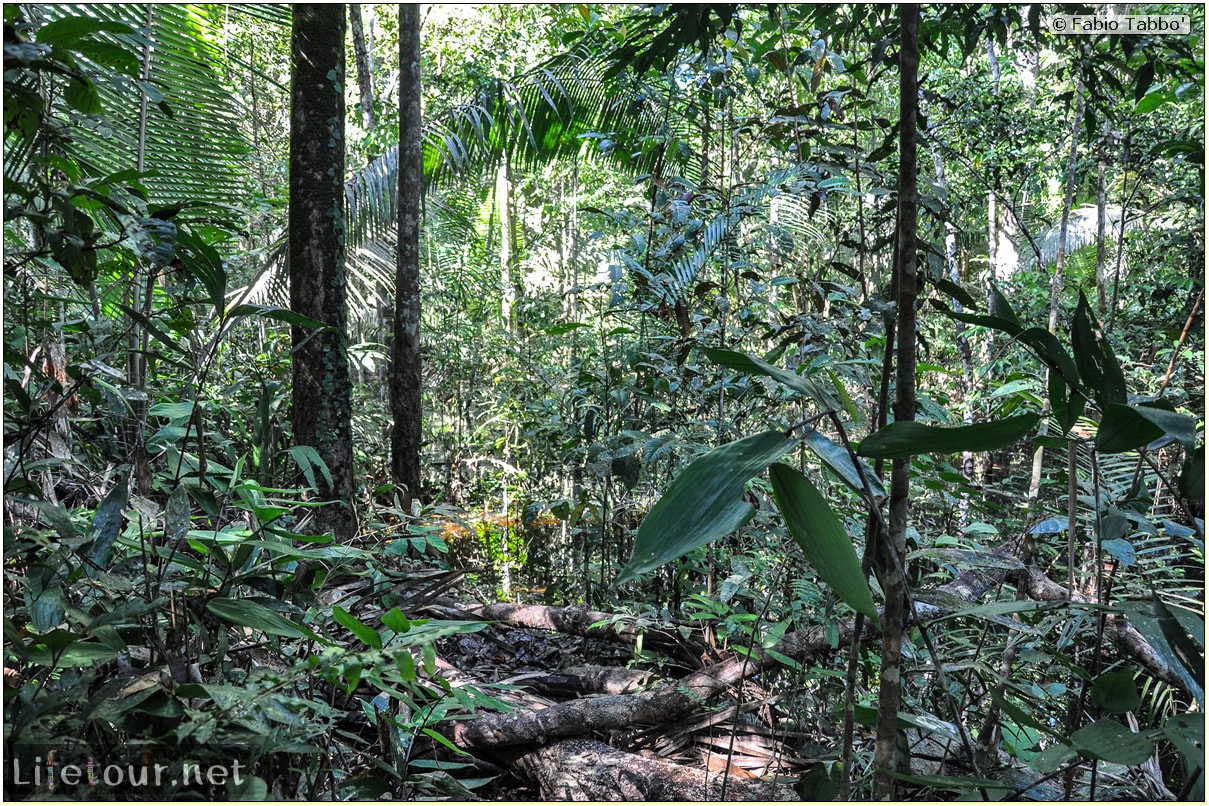 Fabio's LifeTour - Brazil (2015 April-June and October) - Manaus - Amazon Jungle - Jungle trekking - 2- trekking - 9900