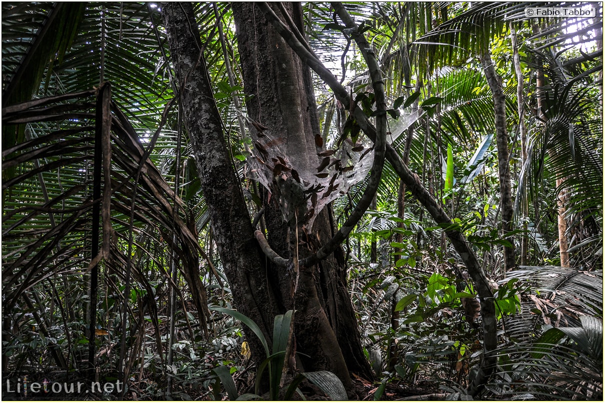 Fabio's LifeTour - Brazil (2015 April-June and October) - Manaus - Amazon Jungle - Jungle trekking - 3- Nasty bugs - 10391 cover
