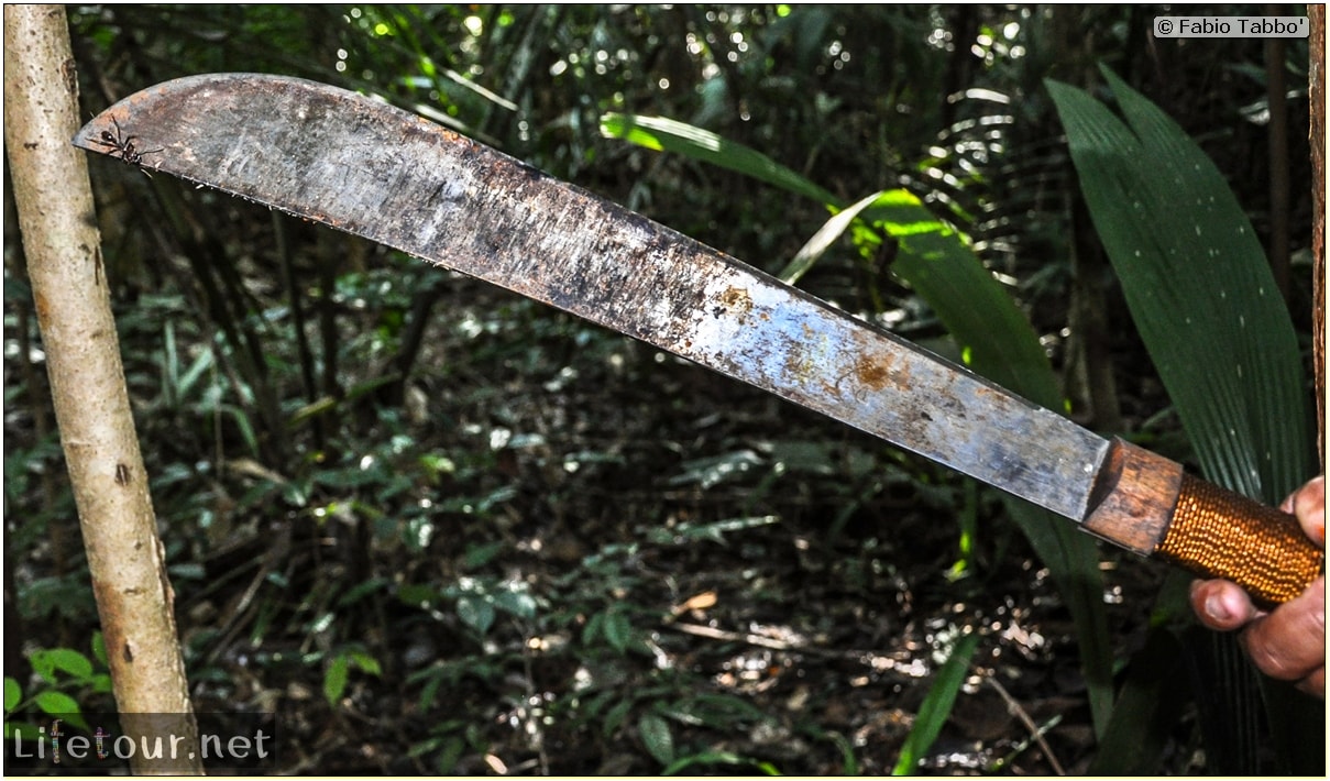 Fabio's LifeTour - Brazil (2015 April-June and October) - Manaus - Amazon Jungle - Jungle trekking - 3- Nasty bugs - 9120